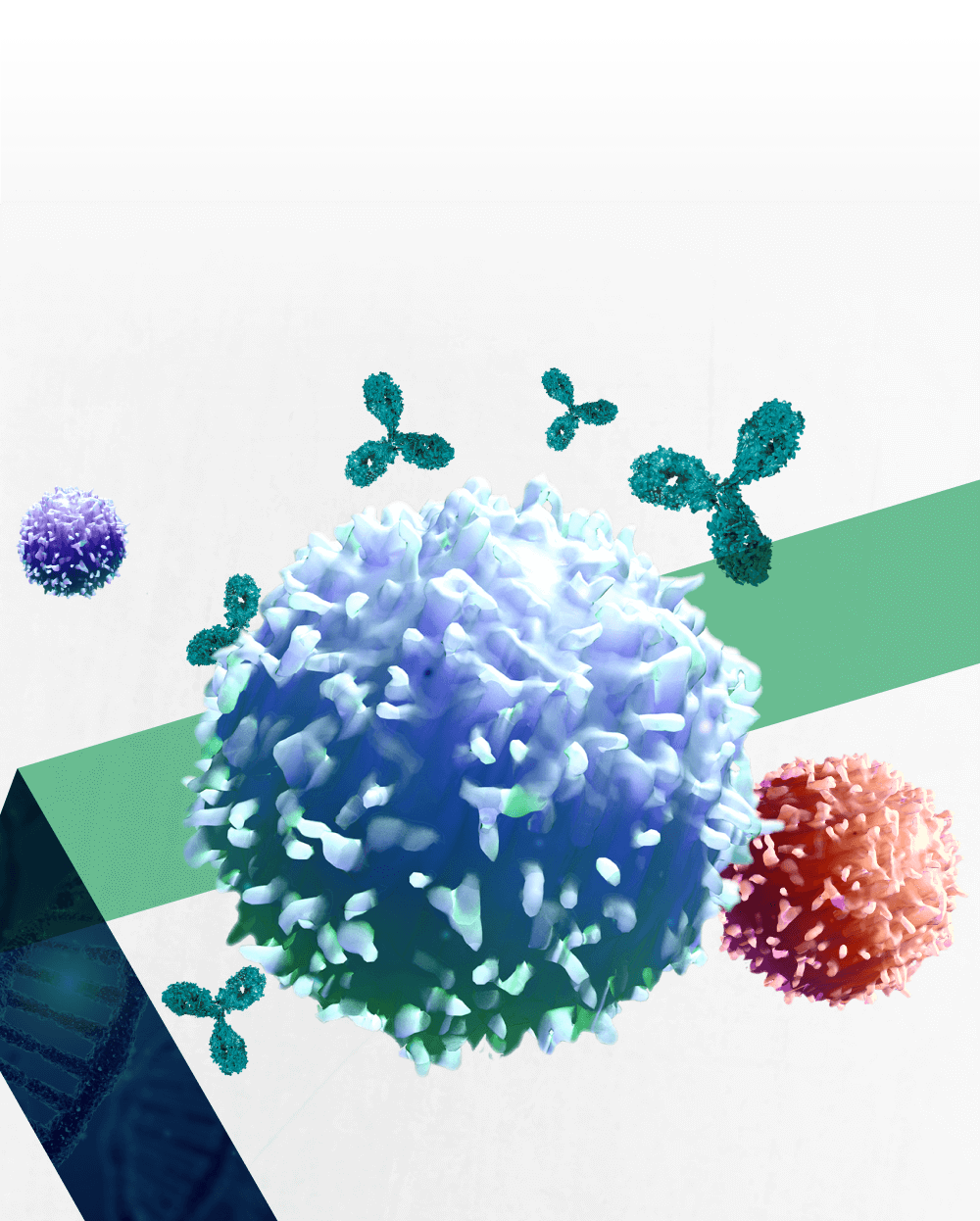 Three T-cells with several antibodies surrounding them.